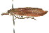  (Wingia sp. ANIC3 - CCDB-15762-G03)  @12 [ ] CreativeCommons - Attribution (2011) ANIC/CBG Photography Group Centre for Biodiversity Genomics