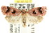  ( - CCDB-15762-H06)  @13 [ ] CreativeCommons - Attribution (2011) ANIC/CBG Photography Group Centre for Biodiversity Genomics