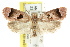  ( - CCDB-15762-H08)  @11 [ ] CreativeCommons - Attribution (2011) ANIC/CBG Photography Group Centre for Biodiversity Genomics