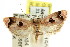  ( - CCDB-15762-H10)  @12 [ ] CreativeCommons - Attribution (2011) ANIC/CBG Photography Group Centre for Biodiversity Genomics