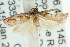  ( - CCDB-15763-G03)  @12 [ ] CreativeCommons - Attribution (2011) ANIC/CBG Photography Group Centre for Biodiversity Genomics