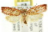  ( - CCDB-15763-G10)  @13 [ ] CreativeCommons - Attribution (2011) ANIC/CBG Photography Group Centre for Biodiversity Genomics