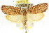  ( - CCDB-15763-H04)  @13 [ ] CreativeCommons - Attribution (2011) ANIC/CBG Photography Group Centre for Biodiversity Genomics