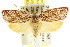  ( - CCDB-15763-H05)  @14 [ ] CreativeCommons - Attribution (2011) ANIC/CBG Photography Group Centre for Biodiversity Genomics