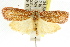  ( - CCDB-15763-H07)  @13 [ ] CreativeCommons - Attribution (2011) ANIC/CBG Photography Group Centre for Biodiversity Genomics