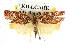  ( - CCDB-15763-H08)  @14 [ ] CreativeCommons - Attribution (2011) ANIC/CBG Photography Group Centre for Biodiversity Genomics