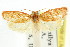  ( - CCDB-15763-H09)  @11 [ ] CreativeCommons - Attribution (2011) ANIC/CBG Photography Group Centre for Biodiversity Genomics