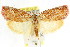  ( - CCDB-15764-A05)  @14 [ ] CreativeCommons - Attribution (2011) ANIC/CBG Photography Group Centre for Biodiversity Genomics