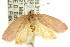  ( - CCDB-15764-D10)  @12 [ ] CreativeCommons - Attribution (2011) ANIC/CBG Photography Group Centre for Biodiversity Genomics