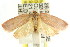  ( - CCDB-15764-D11)  @12 [ ] CreativeCommons - Attribution (2011) ANIC/CBG Photography Group Centre for Biodiversity Genomics