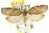  ( - CCDB-15764-E01)  @13 [ ] CreativeCommons - Attribution (2011) ANIC/CBG Photography Group Centre for Biodiversity Genomics