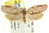 ( - CCDB-15764-E04)  @13 [ ] CreativeCommons - Attribution (2011) ANIC/CBG Photography Group Centre for Biodiversity Genomics