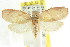  ( - CCDB-15764-F09)  @11 [ ] CreativeCommons - Attribution (2011) ANIC/CBG Photography Group Centre for Biodiversity Genomics