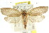  ( - CCDB-15765-B10)  @13 [ ] CreativeCommons - Attribution (2011) ANIC/CBG Photography Group Centre for Biodiversity Genomics