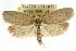  (Garrha sp. ANIC144 - CCDB-15765-B11)  @14 [ ] CreativeCommons - Attribution (2011) ANIC/CBG Photography Group Centre for Biodiversity Genomics