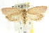  ( - CCDB-15765-C02)  @12 [ ] CreativeCommons - Attribution (2011) ANIC/CBG Photography Group Centre for Biodiversity Genomics