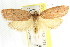  ( - CCDB-15765-D09)  @14 [ ] CreativeCommons - Attribution (2011) ANIC/CBG Photography Group Centre for Biodiversity Genomics