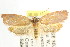  ( - CCDB-15765-E11)  @12 [ ] CreativeCommons - Attribution (2011) ANIC/CBG Photography Group Centre for Biodiversity Genomics