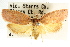  (Heliocausta sp. ANIC17 - CCDB-15765-F10)  @11 [ ] CreativeCommons - Attribution (2011) ANIC/CBG Photography Group Centre for Biodiversity Genomics