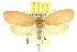  ( - CCDB-15766-A04)  @14 [ ] CreativeCommons - Attribution (2011) ANIC/CBG Photography Group Centre for Biodiversity Genomics