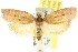  ( - CCDB-15766-A09)  @13 [ ] CreativeCommons - Attribution (2011) ANIC/CBG Photography Group Centre for Biodiversity Genomics