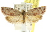  (Syringoseca mimica - CCDB-15766-B09)  @15 [ ] CreativeCommons - Attribution (2011) ANIC/CBG Photography Group Centre for Biodiversity Genomics
