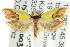  ( - CCDB-15766-E06)  @13 [ ] CreativeCommons - Attribution (2011) ANIC/CBG Photography Group Centre for Biodiversity Genomics