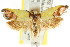  ( - CCDB-15766-E07)  @11 [ ] CreativeCommons - Attribution (2011) ANIC/CBG Photography Group Centre for Biodiversity Genomics