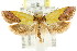  ( - CCDB-15766-E08)  @13 [ ] CreativeCommons - Attribution (2011) ANIC/CBG Photography Group Centre for Biodiversity Genomics