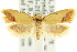 ( - CCDB-15766-E11)  @11 [ ] CreativeCommons - Attribution (2011) ANIC/CBG Photography Group Centre for Biodiversity Genomics