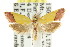  ( - CCDB-15766-F02)  @12 [ ] CreativeCommons - Attribution (2011) ANIC/CBG Photography Group Centre for Biodiversity Genomics