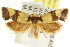  ( - CCDB-15766-F11)  @15 [ ] CreativeCommons - Attribution (2011) ANIC/CBG Photography Group Centre for Biodiversity Genomics