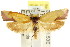  (Chrysonoma sp. ANIC13 - CCDB-15767-A05)  @13 [ ] CreativeCommons - Attribution (2011) ANIC/CBG Photography Group Centre for Biodiversity Genomics