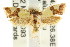  ( - CCDB-15767-A10)  @14 [ ] CreativeCommons - Attribution (2011) ANIC/CBG Photography Group Centre for Biodiversity Genomics