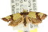  ( - CCDB-15767-B07)  @13 [ ] CreativeCommons - Attribution (2011) ANIC/CBG Photography Group Centre for Biodiversity Genomics