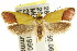  ( - CCDB-15767-D03)  @11 [ ] CreativeCommons - Attribution (2011) ANIC/CBG Photography Group Centre for Biodiversity Genomics