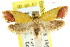  ( - CCDB-15767-D04)  @11 [ ] CreativeCommons - Attribution (2011) ANIC/CBG Photography Group Centre for Biodiversity Genomics