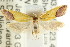  ( - CCDB-15767-D06)  @11 [ ] CreativeCommons - Attribution (2011) ANIC/CBG Photography Group Centre for Biodiversity Genomics