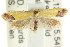  ( - CCDB-15767-D07)  @12 [ ] CreativeCommons - Attribution (2011) ANIC/CBG Photography Group Centre for Biodiversity Genomics