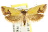  (Chrysonoma sp. ANIC2 - CCDB-15767-F09)  @15 [ ] CreativeCommons - Attribution (2011) ANIC/CBG Photography Group Centre for Biodiversity Genomics