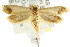  ( - CCDB-15768-A11)  @12 [ ] CreativeCommons - Attribution (2011) ANIC/CBG Photography Group Centre for Biodiversity Genomics