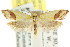  ( - CCDB-15768-B01)  @12 [ ] CreativeCommons - Attribution (2011) ANIC/CBG Photography Group Centre for Biodiversity Genomics