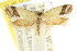  ( - CCDB-15768-B07)  @11 [ ] CreativeCommons - Attribution (2011) ANIC/CBG Photography Group Centre for Biodiversity Genomics