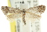  ( - CCDB-15768-C10)  @12 [ ] CreativeCommons - Attribution (2011) ANIC/CBG Photography Group Centre for Biodiversity Genomics