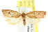  ( - CCDB-15768-D05)  @11 [ ] CreativeCommons - Attribution (2011) ANIC/CBG Photography Group Centre for Biodiversity Genomics