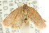  ( - CCDB-15768-E10)  @13 [ ] CreativeCommons - Attribution (2011) ANIC/CBG Photography Group Centre for Biodiversity Genomics