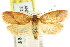  ( - CCDB-15768-F07)  @11 [ ] CreativeCommons - Attribution (2011) ANIC/CBG Photography Group Centre for Biodiversity Genomics