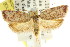  ( - CCDB-15768-G10)  @14 [ ] CreativeCommons - Attribution (2011) ANIC/CBG Photography Group Centre for Biodiversity Genomics