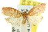  ( - CCDB-15768-H02)  @11 [ ] CreativeCommons - Attribution (2011) ANIC/CBG Photography Group Centre for Biodiversity Genomics