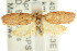  ( - CCDB-15769-B05)  @14 [ ] CreativeCommons - Attribution (2011) ANIC/CBG Photography Group Centre for Biodiversity Genomics